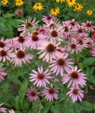 Starlight Coneflower
