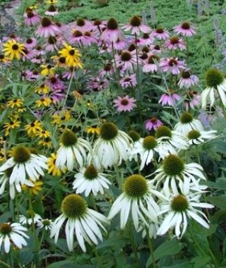 The Majestic Coneflower Mixture