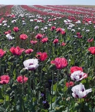 The Oriental Silk Poppy Mixture