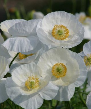 Bridal Silk Poppy