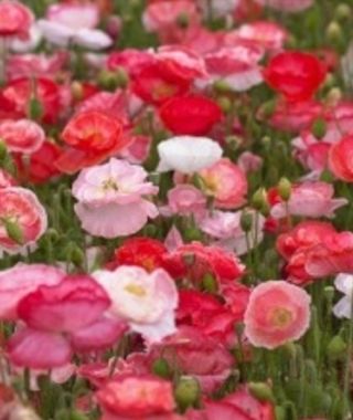 Falling-in-Love Shirley Poppy