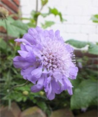 The Isaac House's Hybrids Pincushion Flower Mixture