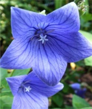Florist Blue Balloon Flower