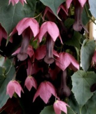 Purple Bell Vine