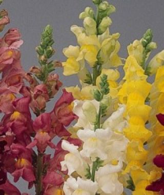 The Puff's Magic Pastel Snapdragon Mixture