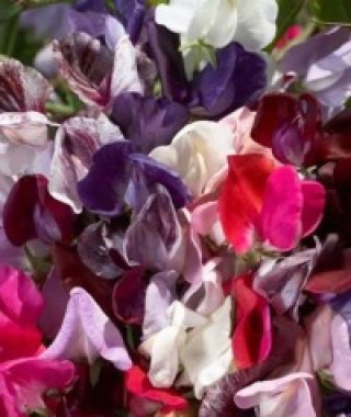 The Fragrant Heirloom Sweet Pea Mixture