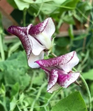 Wiltshire Ripple Sweet Pea