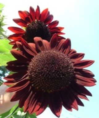 Moulin Rouge Sunflower