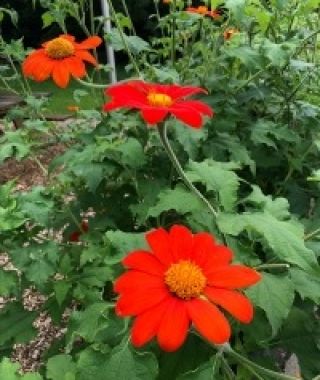 Goldfinger Mexican Sunflower