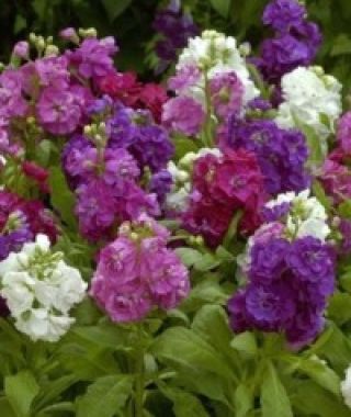 The Beauty of Nice Stock Mixture