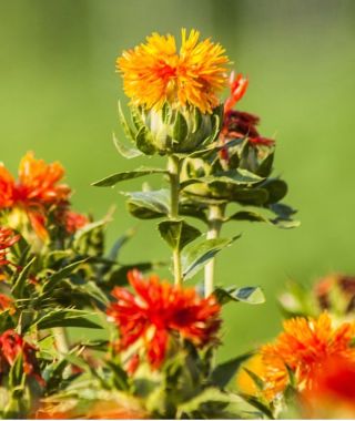 Zanzibar Safflower