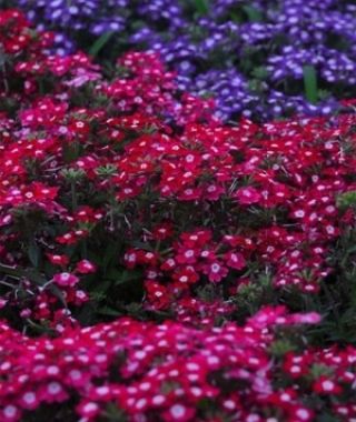 The Ideal Florist Verbena Mixture