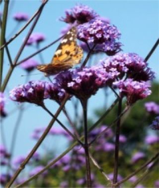 Verbena bonariensis