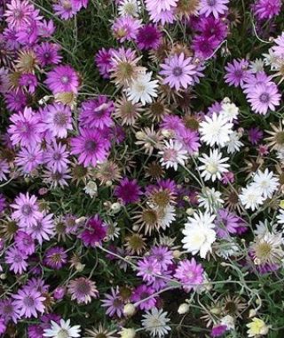 The Double Immortelle Mixture