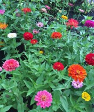 The Giant-Almost-Dahlia Zinnia Mixture