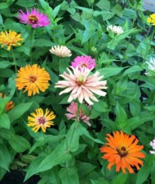 The Bright Jewels Cactus-Flowered Zinnia Mixture