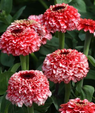 Zinderella Fizz Zinnia