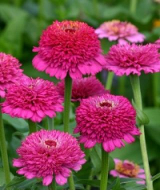 Zinderella Purple Zinnia