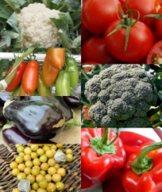 The Start-Ahead Summer Wellness Garden