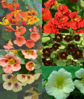 The Cutting Edge Nasturtium Collection