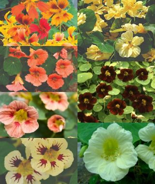 The Cutting Edge Nasturtium Collection