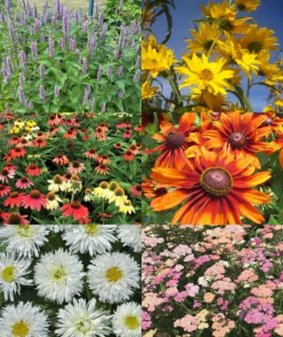 The Perennial Bouquet Garden 