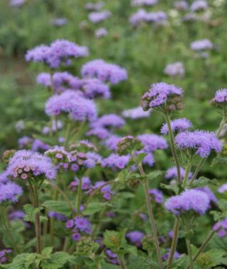 Dondo Blue Cutting Ageratum