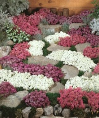 The Blueberries and Cream Alyssum Mixture