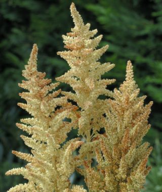 Autumn Touch Amaranth 