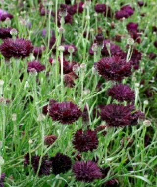 Black Ball Bachelor's Buttons