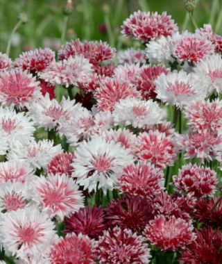 The Classic Romantic Bachelor's Buttons Mixture