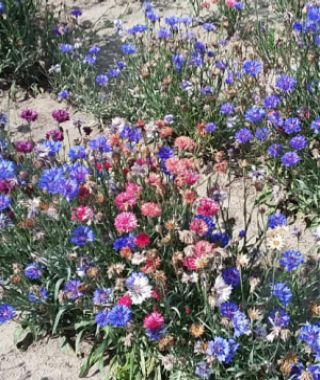 The Midget Bachelor's Buttons Mixture