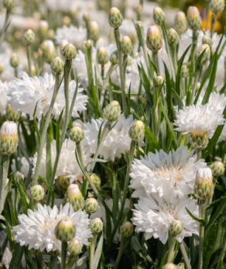 White Ball Bachelor's Buttons