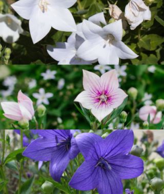 The Balloon Flower Mixture