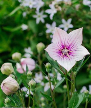 Rose Balloon Flower