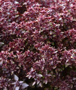 Purple Ball Basil