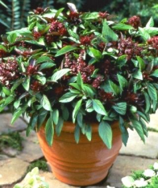 Siam Queen Thai Basil