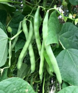 Blue Lake Pole Bean