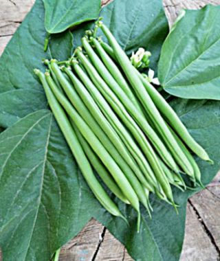 Claudine Filet Bush Bean