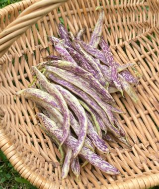 Dragon's Tongue Bean