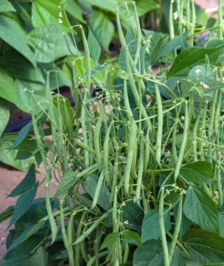 Mascotte Bush Bean