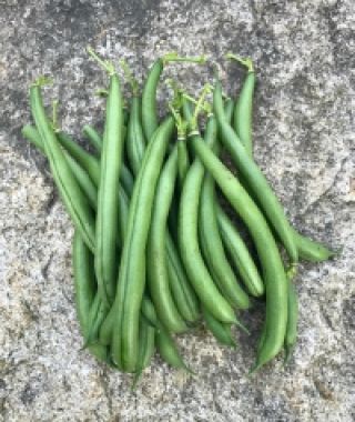 Seychelles Pole Bean
