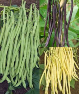 Tricolor Pole Bean Blend