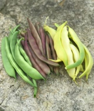 The Tricolor Romano Bush Bean Blend 