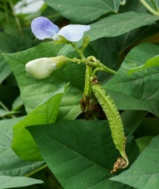 Day-Neutral Winged Bean