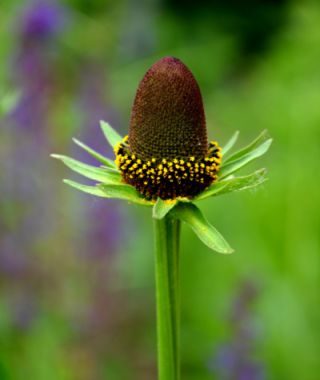Green Wizard Black-Eyed Susan