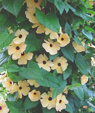 Amber Eyes Black-Eyed Susan Vine