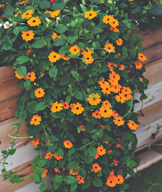 Superstar Orange Black Eyed Susan Vine 