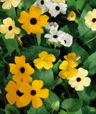 The Susie Black-Eyed Susan Vine Mixture