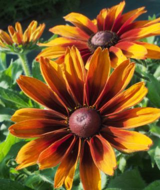 Cappuccino Black-Eyed Susan
